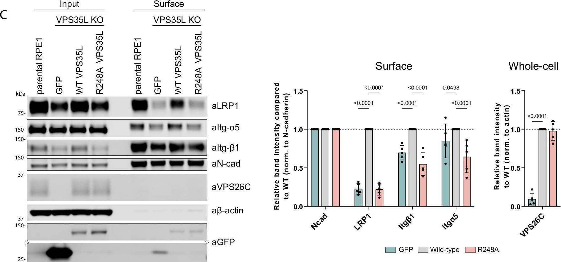 Fig.3.C showing Western Blotting in a Mus musculus (House mouse) sample from the publication: Mechanism and regulation of cargo entry into the Commander endosomal recycling pathway.