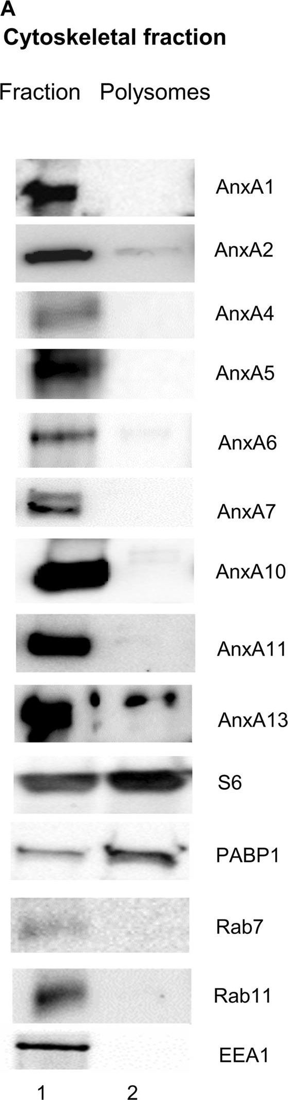 Fig.1.A showing Western Blotting from the publication: RNA-binding is an ancient trait of the Annexin family.