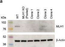 Fig.5.A showing Western Blotting from the publication: Base editing screens define the genetic landscape of cancer drug resistance mechanisms.