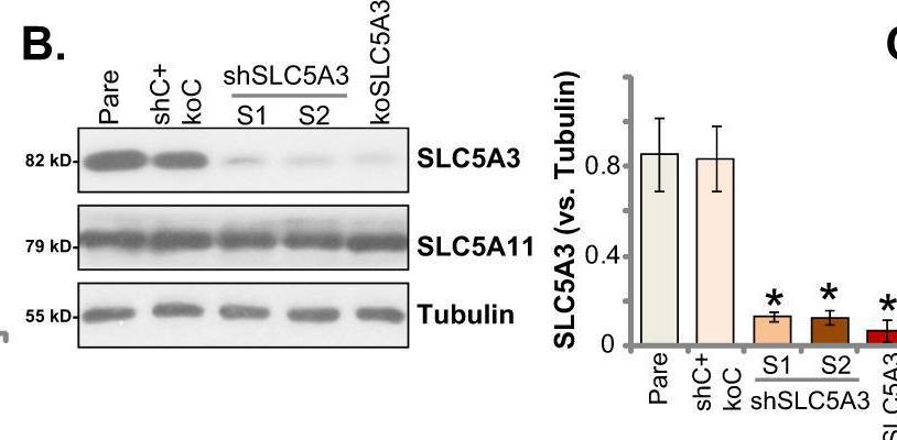 Fig.2.B showing Western Blotting from the publication: The sodium/myo-inositol co-transporter SLC5A3 promotes non-small cell lung cancer cell growth.