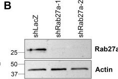 Fig.2.B showing Western Blotting from the publication: Secreted exosomes induce filopodia formation.