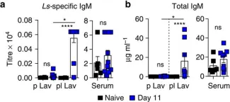 Fig.1.A,B showing Enzyme-linked immunosorbent assay in a Mus musculus (House mouse) sample from the publication: Fat-associated lymphoid clusters control local IgM secretion during pleural infection and lung inflammation.