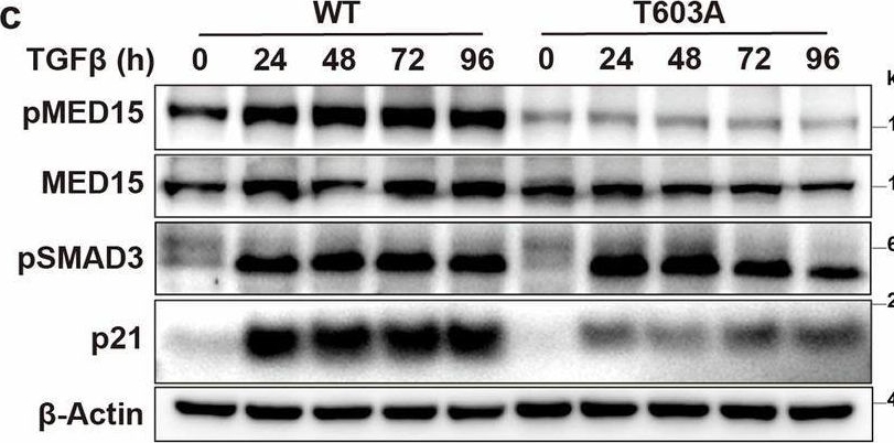 Fig.2.C showing Western Blotting in a Homo sapiens (Human) sample from the publication: A phosphorylation switch in the Mediator MED15 controls cellular senescence and cognitive decline.