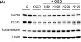 Fig.4.A showing Western Blotting from the publication: Neuropeptide FF Promotes Neuronal Survival and Enhances Synaptic Protein Expression Following Ischemic Injury.