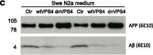 Fig.4.C showing Western Blotting in a Mus musculus (House mouse) sample from the publication: Aβ accumulation causes MVB enlargement and is modelled by dominant negative VPS4A.