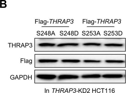 Fig.7.B showing Western Blotting from the publication: Deciphering the Clinical Significance and Kinase Functions of GSK3α in Colon Cancer by Proteomics and Phosphoproteomics.