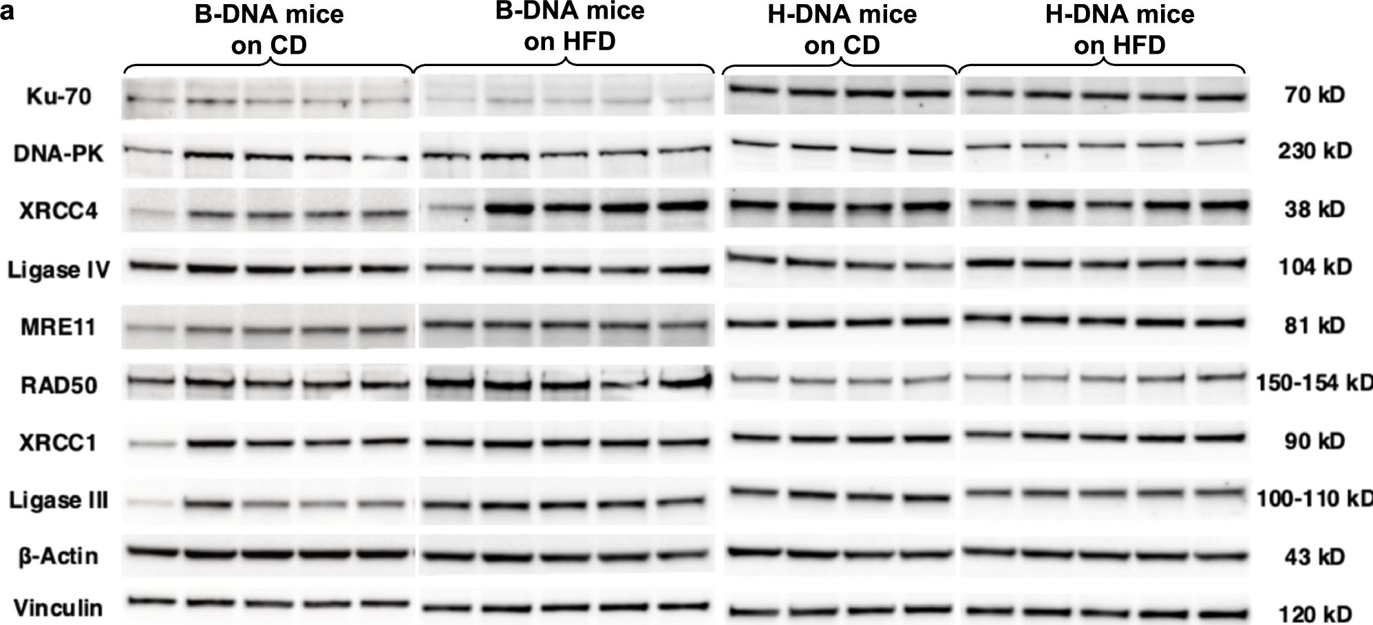 Fig.7.A showing Western Blotting in a Mus musculus (House mouse) sample from the publication: Obesity increases genomic instability at DNA repeat-mediated endogenous mutation hotspots.
