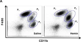 Fig.8.A showing Flow cytometry/Cell sorting from the publication: Specific expression of heme oxygenase-1 by myeloid cells modulates renal ischemia-reperfusion injury.