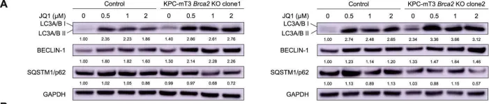 Fig.5.A showing Western Blotting in a Mus musculus (House mouse) sample from the publication: A new vulnerability to BET inhibition due to enhanced autophagy in BRCA2 deficient pancreatic cancer.