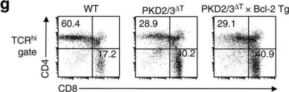 Fig.3.G showing Flow cytometry/Cell sorting in a Mus musculus (House mouse) sample from the publication: Protein kinase D regulates positive selection of CD4+ thymocytes through phosphorylation of SHP-1.