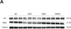 Fig.6.A showing Western Blotting from the publication: HIIT-induced lactate/GPR81 signaling with dual branches converging on ERK1/2 contributes to hippocampal synaptic remodeling and memory improvement.