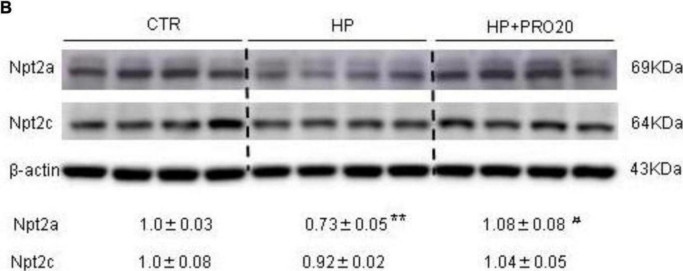 Fig.5.B showing Western Blotting in a Rattus norvegicus (Rat) sample from the publication: (Pro)renin Receptor Regulates Phosphate Homeostasis in Rats via Releasing Fibroblast Growth Factor-23.