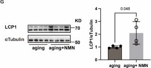 Fig.7.G showing Western Blotting from the publication: m6A Reader HNRNPC Facilitates Adipogenesis by Regulating Cytoskeletal Remodeling through Enhanced Lcp1 mRNA Stability.