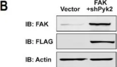 Fig.3.B showing Western Blotting from the publication: Pyk2 Stabilizes Striatal Medium Spiny Neuron Structure and Striatal-Dependent Action.