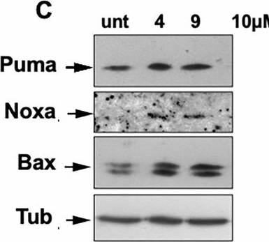 Fig.6.C showing Western Blotting in a Homo sapiens (Human) sample from the publication: Rewiring melanoma cell fate: TRPM8 modulators trigger apoptosis and boost NK cell cytotoxicity.