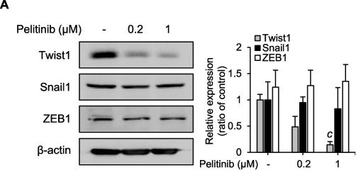 Fig.3.A showing Western Blotting in a Homo sapiens (Human) sample from the publication: Role of pelitinib in the regulation of migration and invasion of hepatocellular carcinoma cells via inhibition of Twist1.
