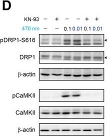 Fig.4.D showing Western Blotting in a Homo sapiens (Human) sample from the publication: Optogenetically engineered Ca2+ oscillation-mediated DRP1 activation promotes mitochondrial fission and cell death.