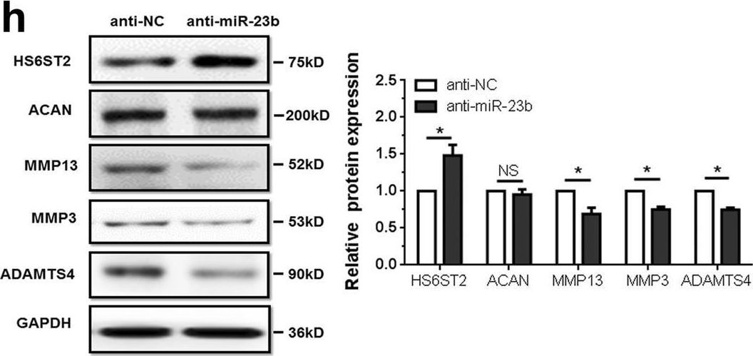 Fig.2.H showing Western Blotting in a Homo sapiens (Human) sample from the publication: Downregulation of HS6ST2 by miR-23b-3p enhances matrix degradation through p38 MAPK pathway in osteoarthritis.