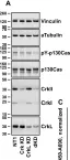 Fig.5.A showing Western Blotting from the publication: Quantitative assessment of glioblastoma phenotypes in vitro establishes cell migration as a robust readout of Crk and CrkL activity.