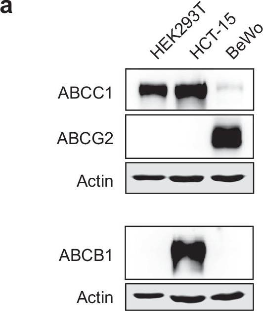 Fig.8.A showing Western Blotting from the publication: Exploring bat-inspired cyclic tryptophan diketopiperazines as ABCB1 Inhibitors.