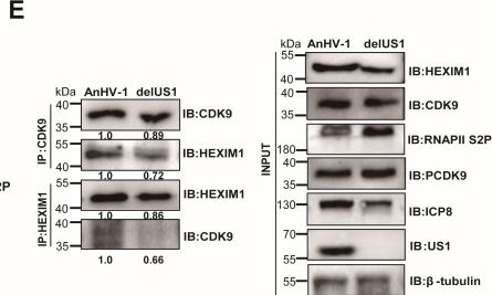 Fig.7.E showing Western Blotting from the publication: An alpha-herpesvirus employs host HEXIM1 to promote viral transcription.
