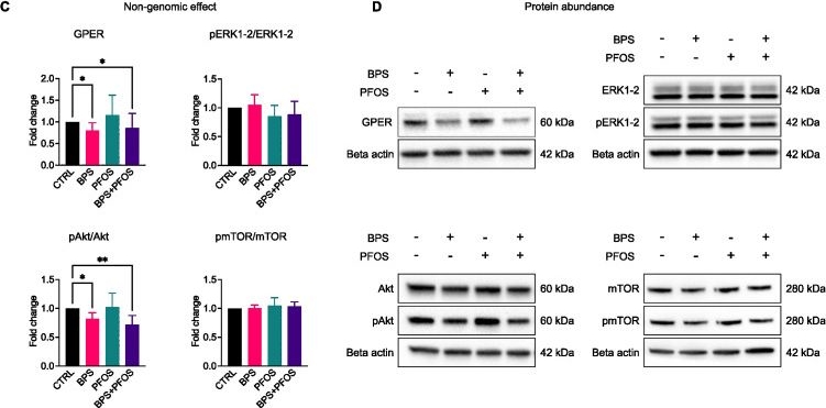 Fig.6.C showing Western Blotting from the publication: Endocrine-disrupting effects of environmental BPS and PFOS on human brain organoid development.