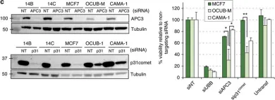 Fig.2.C showing Western Blotting in a Homo sapiens (Human) sample from the publication: Defective sister chromatid cohesion is synthetically lethal with impaired APC/C function.