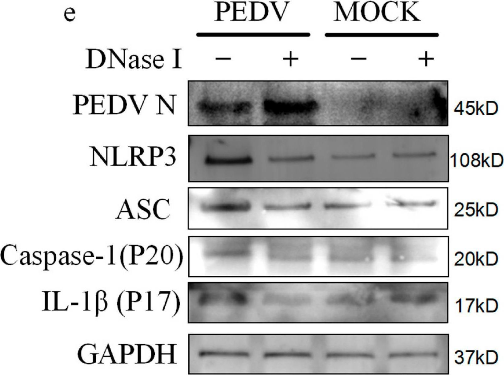 Fig.7.E showing Western Blotting from the publication: Porcine Epidemic Diarrhea Virus Infection of Porcine Intestinal Epithelial Cells Causes Mitochondrial DNA Release and the Activation of the NLRP3 Inflammasome to Mediate Interleukin-1β Secretion.