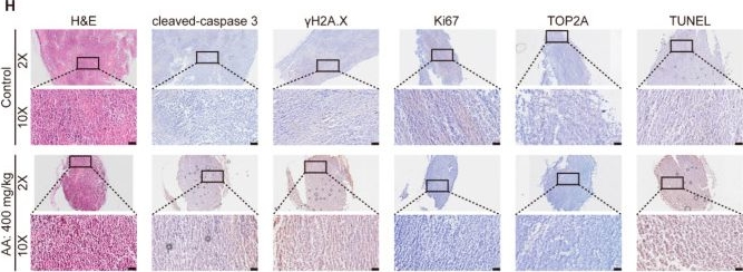 Fig.7.H showing Immunohistochemistry in a Mus musculus (House mouse) sample from the publication: Abietic Acid Induces DNA Damage and Cell Apoptosis in Lung Cancer Cells Through Targeting TOP2A.