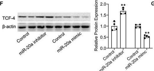 Fig.5.F showing Western Blotting in a Mus musculus (House mouse) sample from the publication: miR-20a/TCF4 axis-mediated inhibition of hepatocytes proliferation impairs liver regeneration in mice PHx model by regulating CDC2 and CDC6.