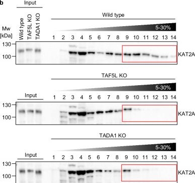 Fig.3.B showing Western Blotting from the publication: Disruption of the SAGA CORE triggers collateral degradation of KAT2A.
