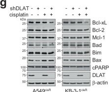 Fig.3.G showing Western Blotting from the publication: Non-canonical dihydrolipoyl transacetylase promotes chemotherapy resistance via mitochondrial tetrahydrofolate signaling.