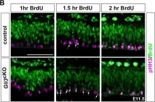 Fig.4.B showing Immunohistochemistry in a Mus musculus (House mouse) sample from the publication: Gli3 controls the onset of cortical neurogenesis by regulating the radial glial cell cycle through Cdk6 expression.