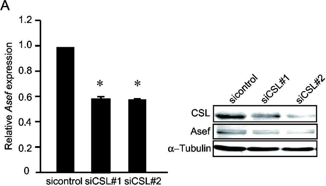 Fig.1.A showing Western Blotting from the publication: The miR-1-NOTCH3-Asef pathway is important for colorectal tumor cell migration.