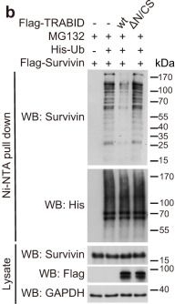 Fig.3.B showing Western Blotting in a Homo sapiens (Human) sample from the publication: TRABID inhibition activates cGAS/STING-mediated anti-tumor immunity through mitosis and autophagy dysregulation.