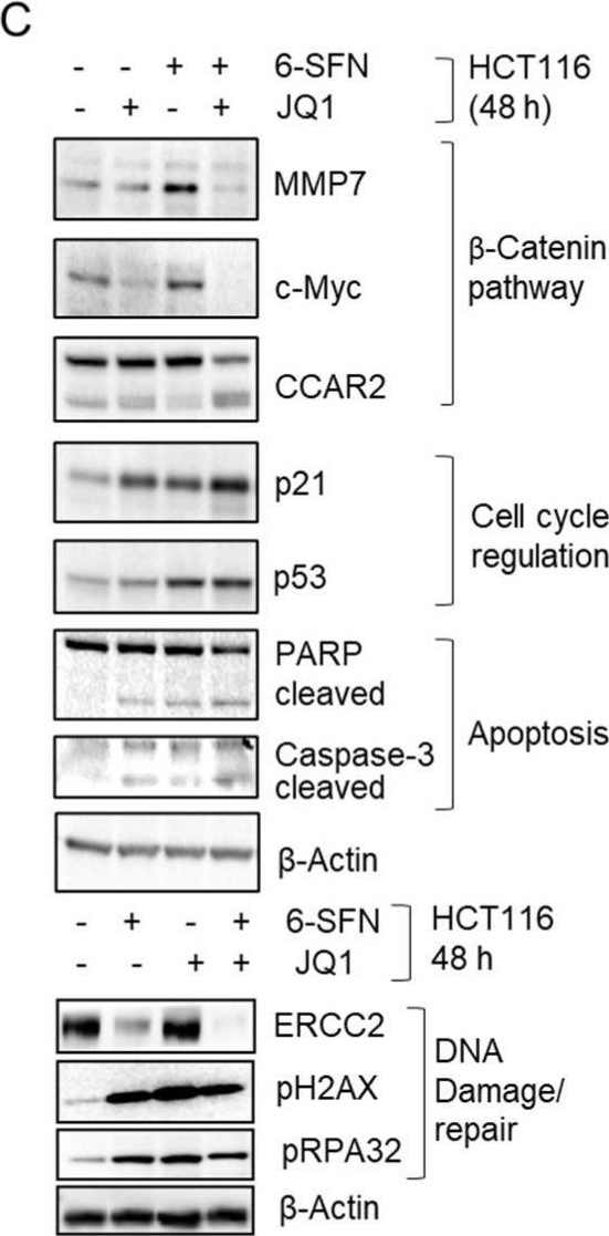 Fig.4.C showing Western Blotting in a Homo sapiens (Human) sample from the publication: Deacetylase Plus Bromodomain Inhibition Downregulates ERCC2 and Suppresses the Growth of Metastatic Colon Cancer Cells.