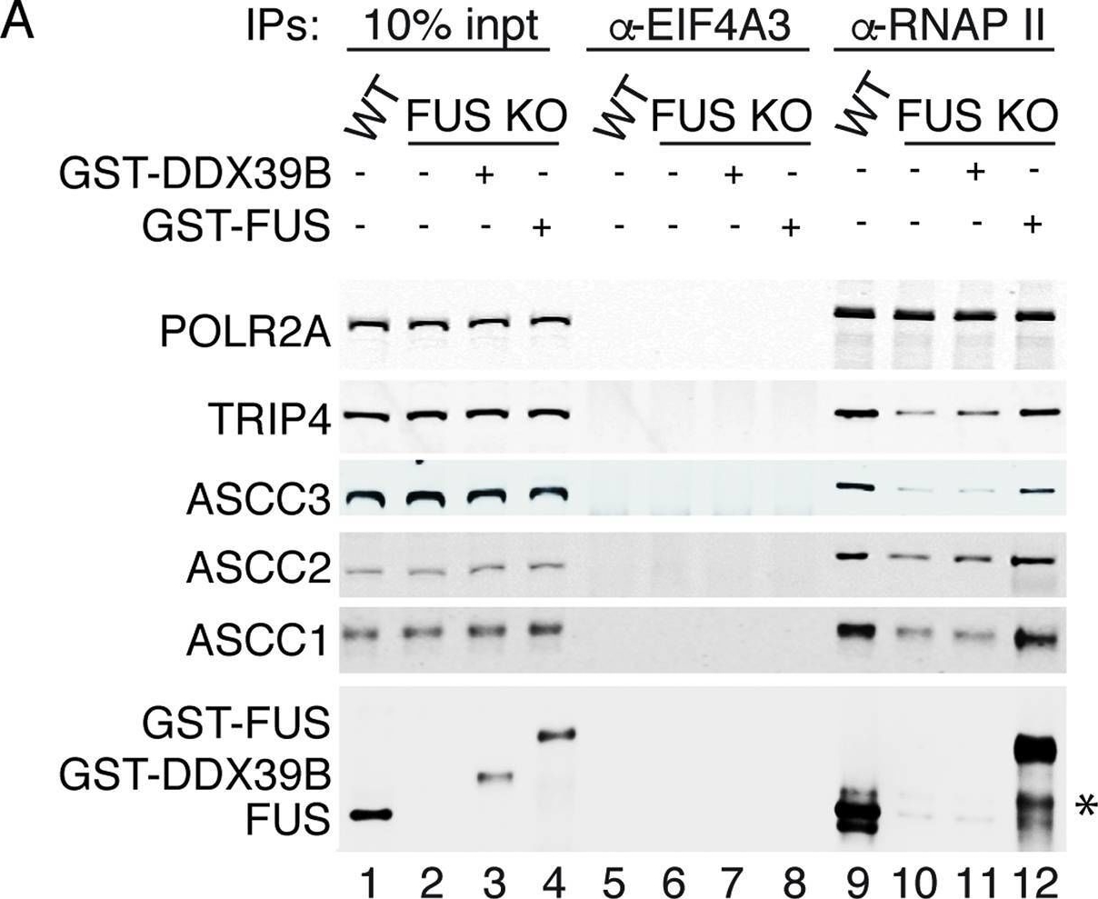 Fig.6.A showing Western Blotting from the publication: The neurodegenerative diseases ALS and SMA are linked at the molecular level via the ASC-1 complex.
