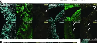 Fig.7.C showing Immunohistochemistry-immunofluorescence in a Mus musculus (House mouse) sample from the publication: Prenatal stress induces changes in PAR2- and M3-dependent regulation of colon primitive cells.