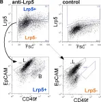 Fig.2.B showing Flow cytometry/Cell sorting in a Mus musculus (House mouse) sample from the publication: Differentiation generates paracrine cell pairs that maintain basaloid mouse mammary tumors: proof of concept.