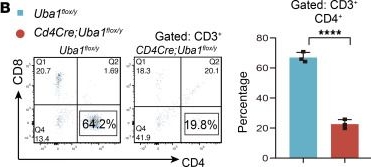Fig.3.B showing Flow cytometry/Cell sorting in a Mus musculus (House mouse) sample from the publication: UBA1-depleted neutrophils disrupt immune homeostasis and induce VEXAS-like autoinflammatory disease in mice.