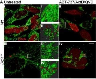 Mitochondrial inner membrane permeabilisation enables mtDNA release during apoptosis.