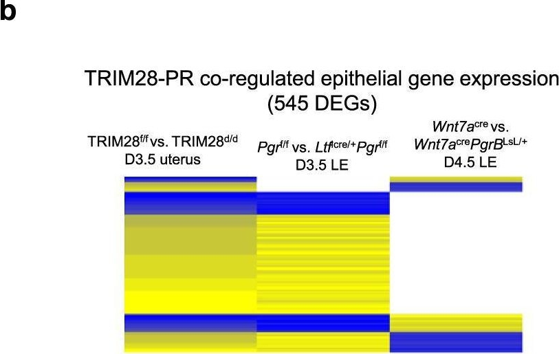 Fig.4.B from the publication: TRIM28 modulates nuclear receptor signaling to regulate uterine function.