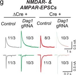 Fig.6.G from the publication: A combinatorial code of neurexin-3 alternative splicing controls inhibitory synapses via a trans-synaptic dystroglycan signaling loop.