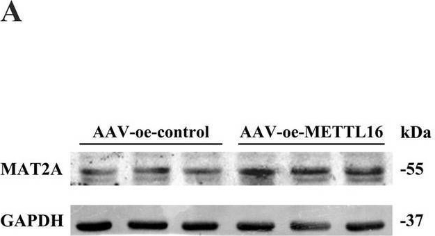 Fig.5.A showing Western Blotting from the publication: Effects of m6A methylation of MAT2A mRNA regulated by METTL16 on learning and memory, hippocampal synaptic plasticity and Aβ1-42 in 5 × FAD mice.