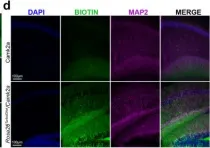 Fig.2.D showing Immunohistochemistry-immunofluorescence from the publication: Cell type-specific biotin labeling in vivo resolves regional neuronal and astrocyte proteomic differences in mouse brain.