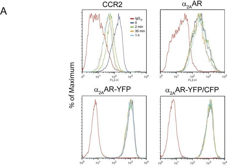 Fig.4.A showing Flow cytometry/Cell sorting from the publication: Polarization of migrating monocytic cells is independent of PI 3-kinase activity.