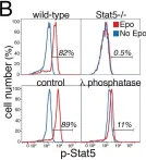 Fig.1.B showing Flow cytometry/Cell sorting in a Mus musculus (House mouse) sample from the publication: Stat5 signaling specifies basal versus stress erythropoietic responses through distinct binary and graded dynamic modalities.