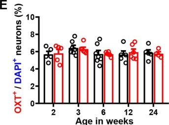 Fig.1.E from the publication: Conditional deletion of Cc2d1a increases irritability-like behavior by decreasing oxytocin expression via the prelimbic-hypothalamic pathway.