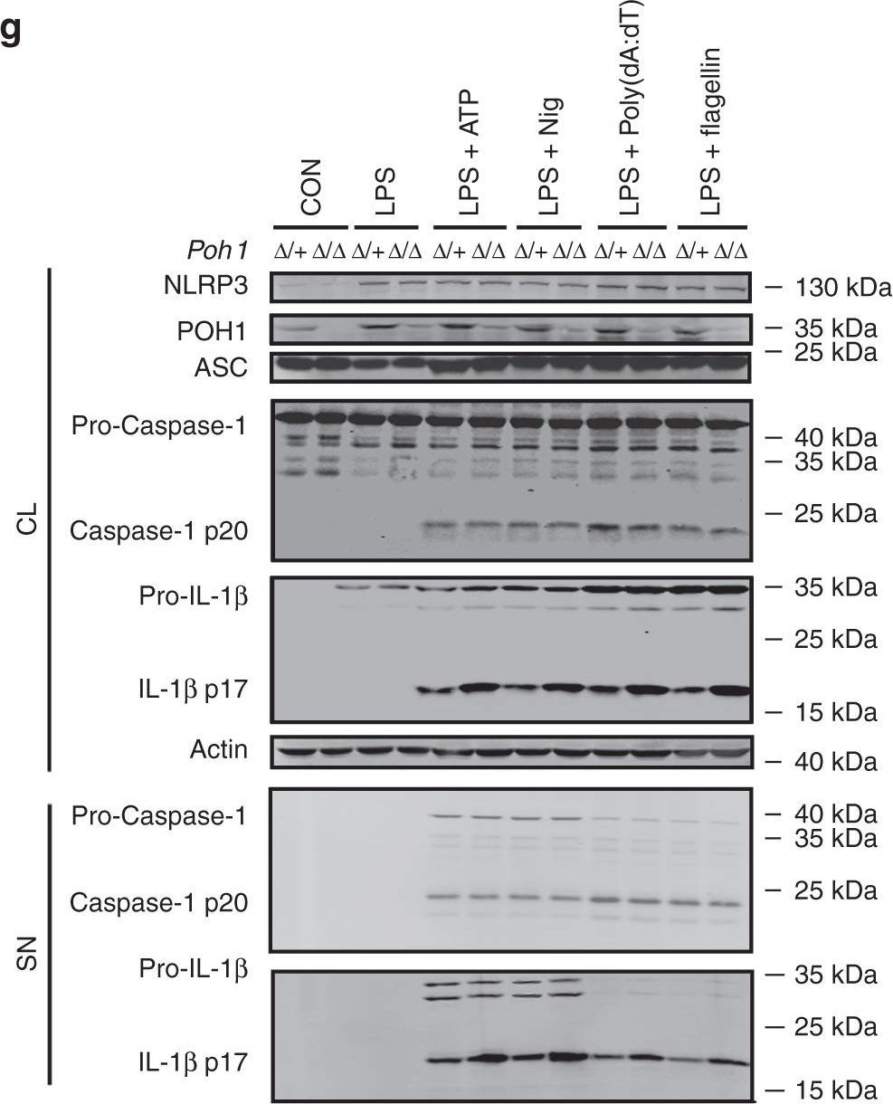 Fig.3.G showing Western Blotting in a Mus musculus (House mouse) sample from the publication: POH1 deubiquitinates pro-interleukin-1β and restricts inflammasome activity.