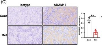 Fig.3.C showing Immunohistochemistry in a Mus musculus (House mouse) sample from the publication: Involvement of metformin and aging in salivary expression of ACE2 and TMPRSS2.